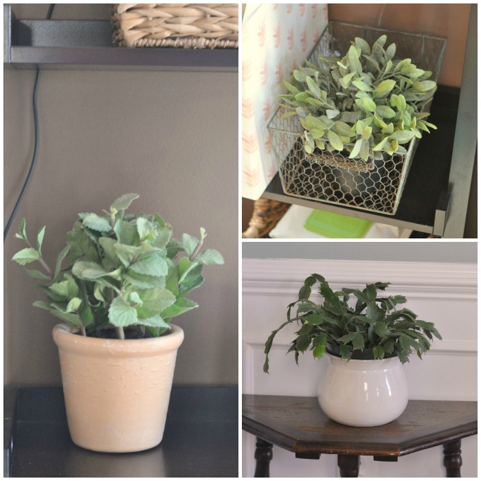 sparkle-plant-collage